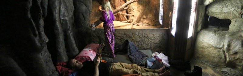 Monkeying Around … All Night Long:  Sleepover with the Animals at the Lincoln Park Zoo