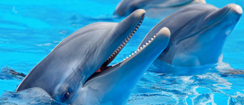 Connecting with Dolphins in Hawaii