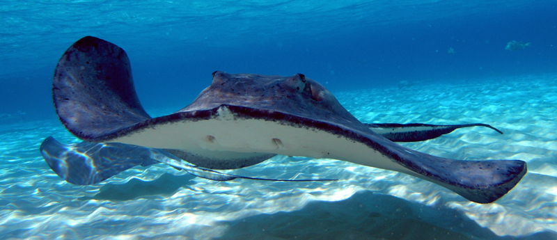 Grand Cayman Island – Perfect for Toddlers and Family
