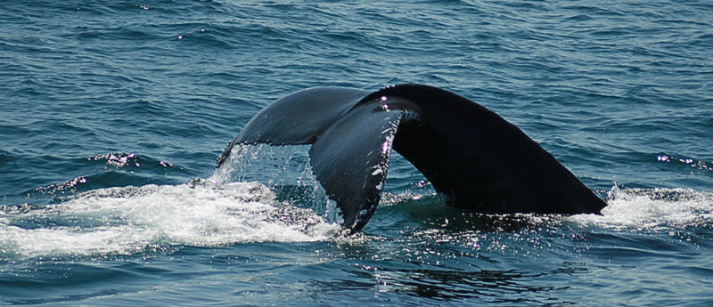 Whale watching off the Maui Coast