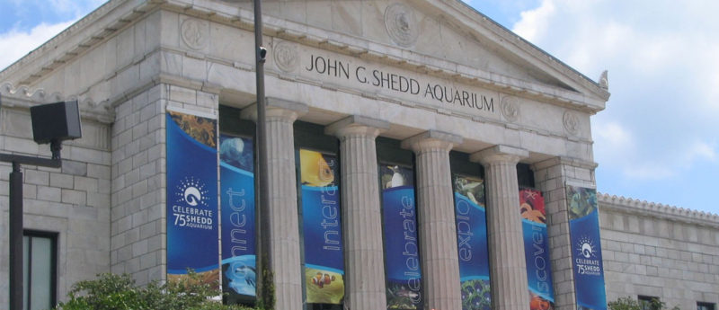 9 Essential Tips for a Successful Family Adventure at Chicago’s Shedd Aquarium