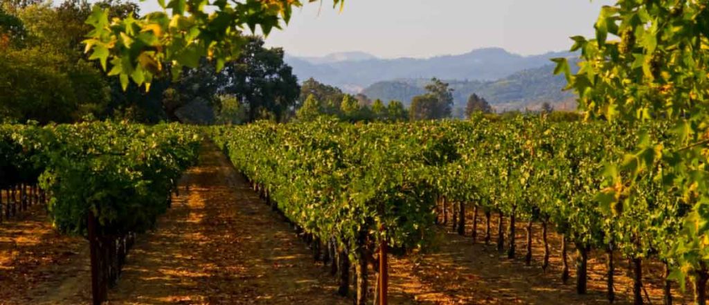 Ultimate Guide to Exploring Napa Valley with Kids