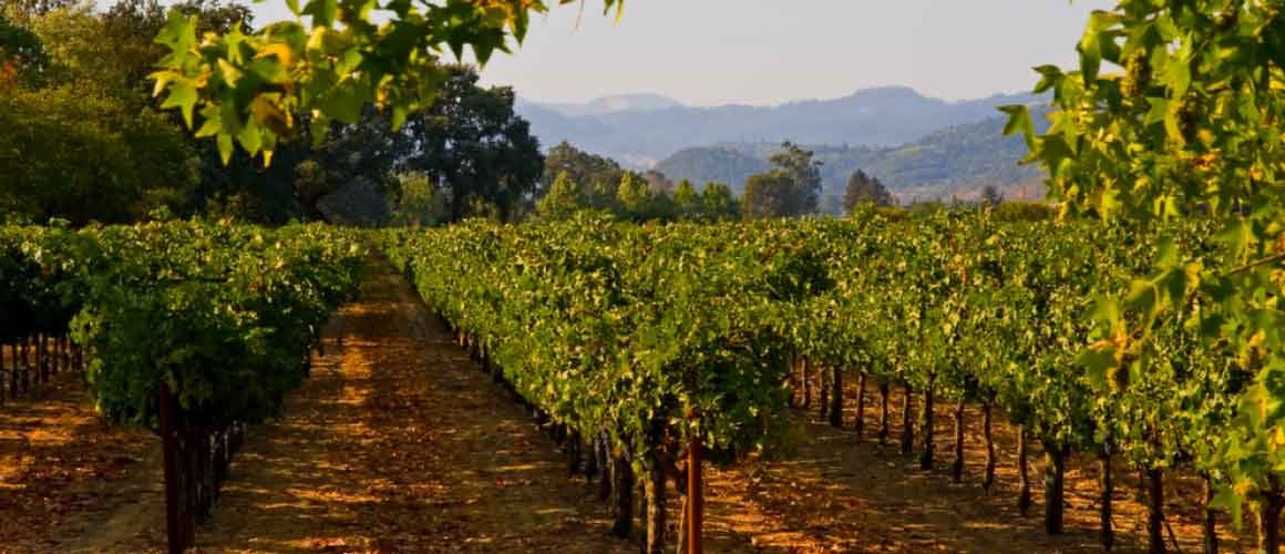 Ultimate guide to exploring Napa Valley as a family with kids