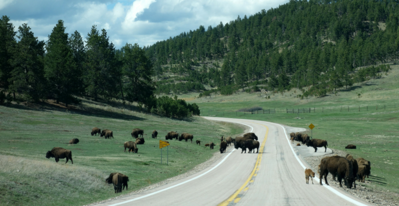 Showing The Kids How The West Was Won:  A Wild Western Family Road Trip to Grand Teton, Yellowstone, & Rocky Mountain National Parks