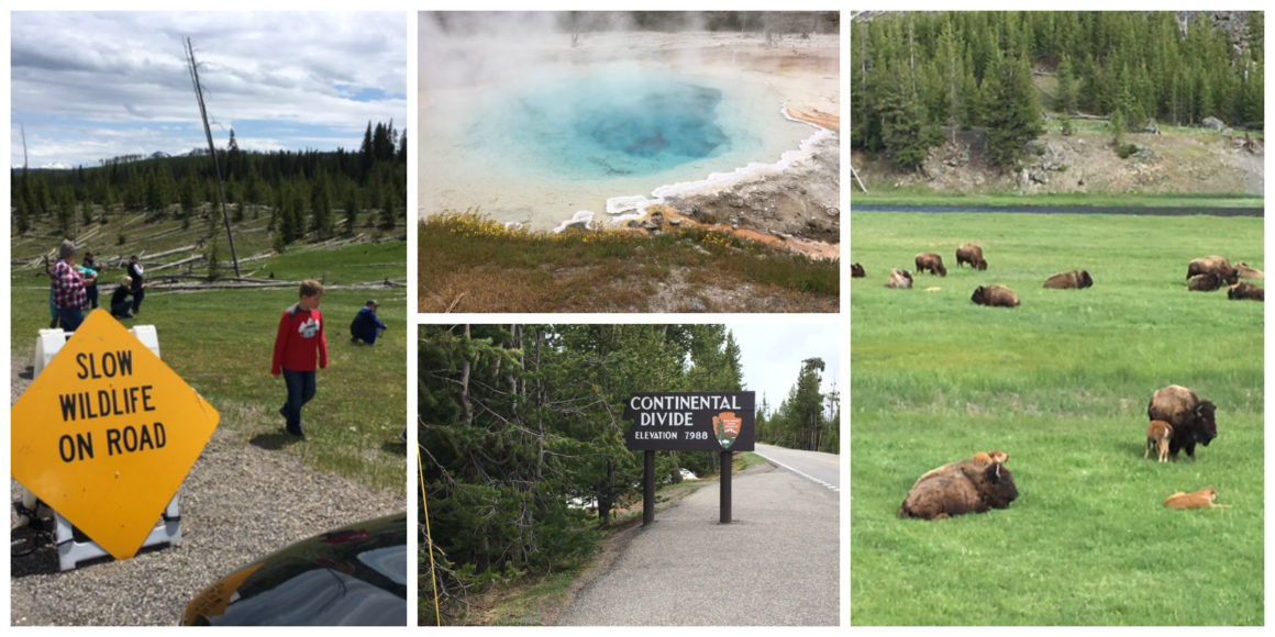 Showing The Kids How The West Was Won: A Wild Western Family Road Trip - Western Family Road Trip Guide to National Parks including Grand Teton, Yellowstone, and Rocky Mountain National Park. This post has everything you need to plan a road trip with the kids! Itinerary, what to see, what to do, where to stay, and where to eat! ****************** Wild West Road Trip | Western Road Trip | National Parks with kids | Wild West Adventure | Wanderlust | Western US Road Trip | Grand Teton with Kids | Yellowstone with Kids | Rocky Mountain National Park with Kids | Cody Wyoming with kids| Cody Rodeo | Ft. Collins Colorado with kids | Buffalo Bill Center of the West | Cody Hotel | Cody Nite Rodeo | Chief Joseph Highway | Wilderness Connection | Gardiner Montana | Continental Divide | Old Faithful | United States Serengeti Plain | Buffalo | Jackson Hole Wyoming with kids | National Parks road trip | National Parks with kids