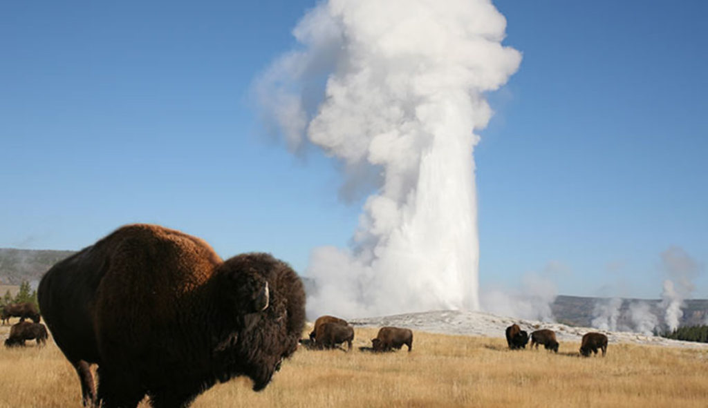 Yellowstone National Park family road trip