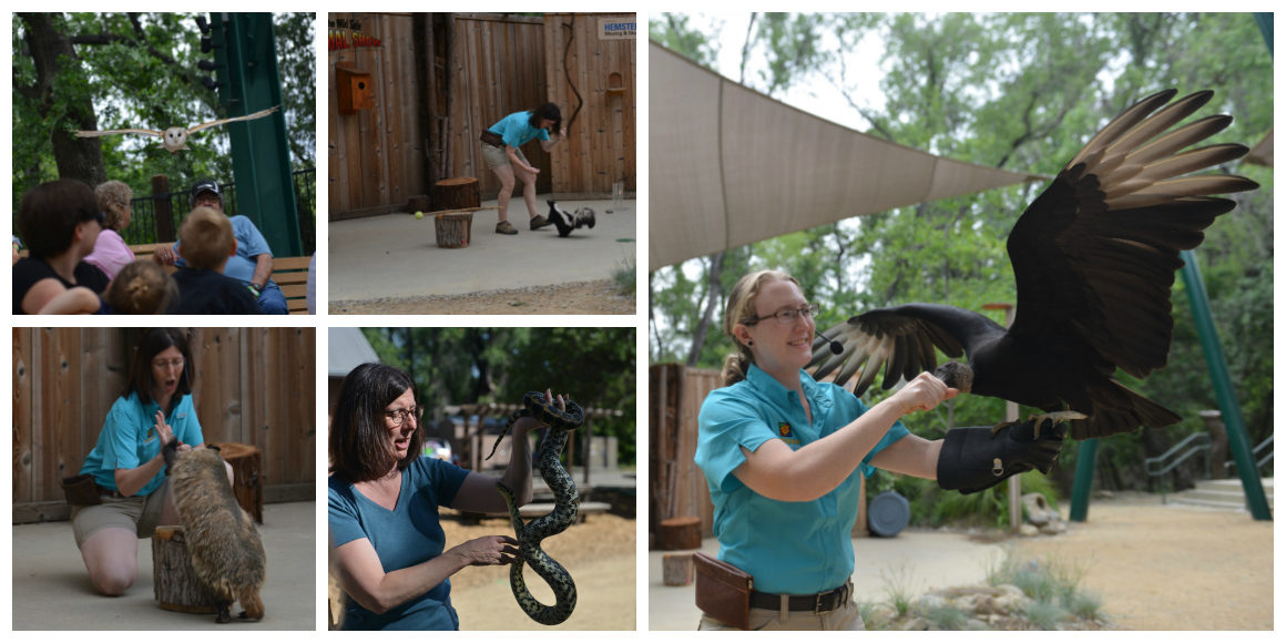 Wild Side Animal Show in Redding California with kids