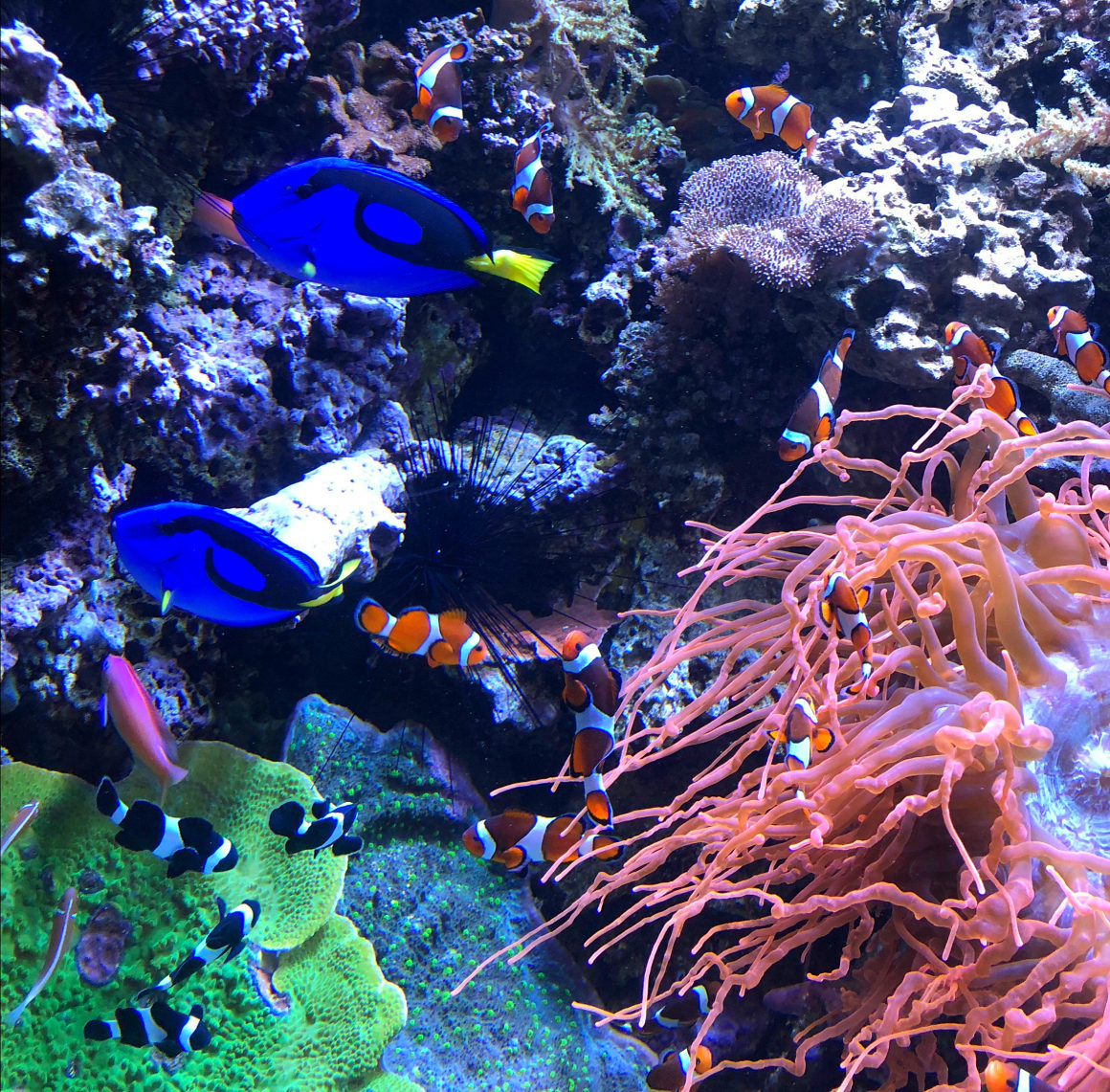 Finding Dory at Montery Bay Aquarium - Well Traveled Kids