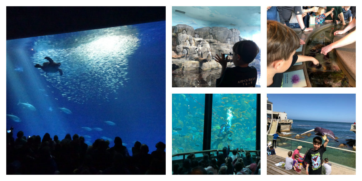 Monterey Bay Aquarium tips for kids- Well Traveled Kids