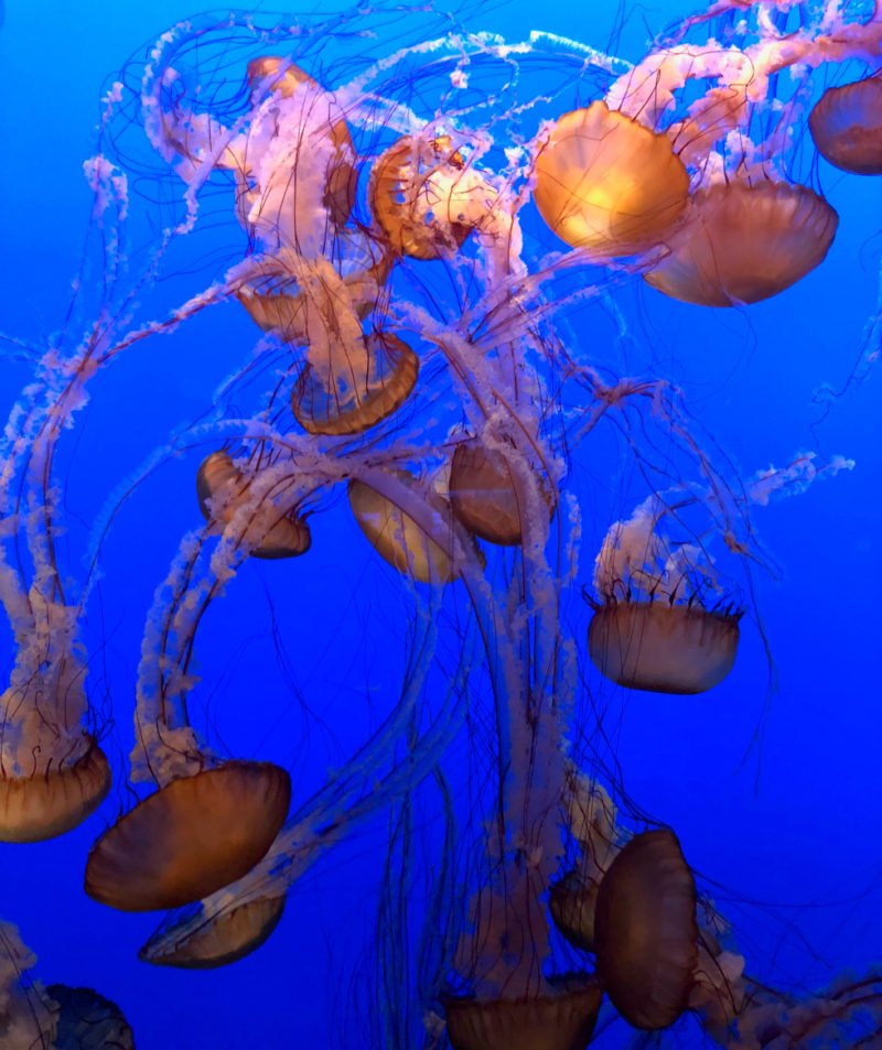 Family Adventure at the Monterey Bay Aquarium