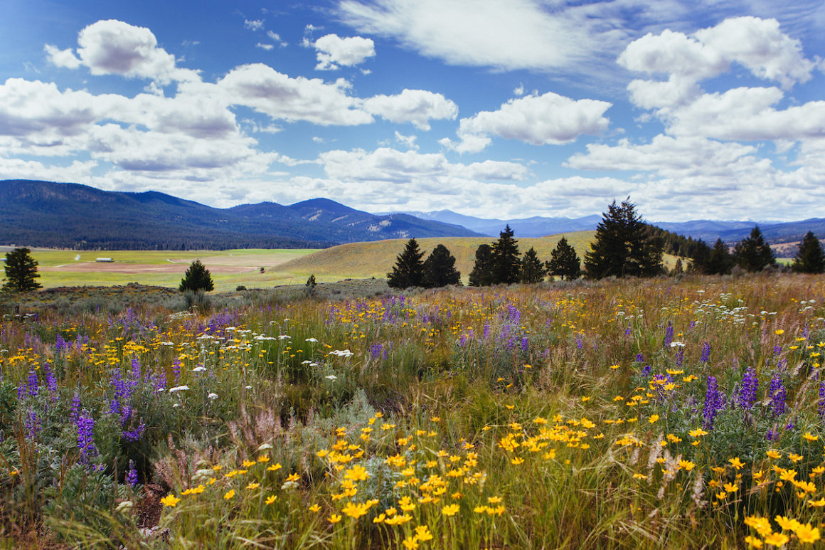 Montana scenery