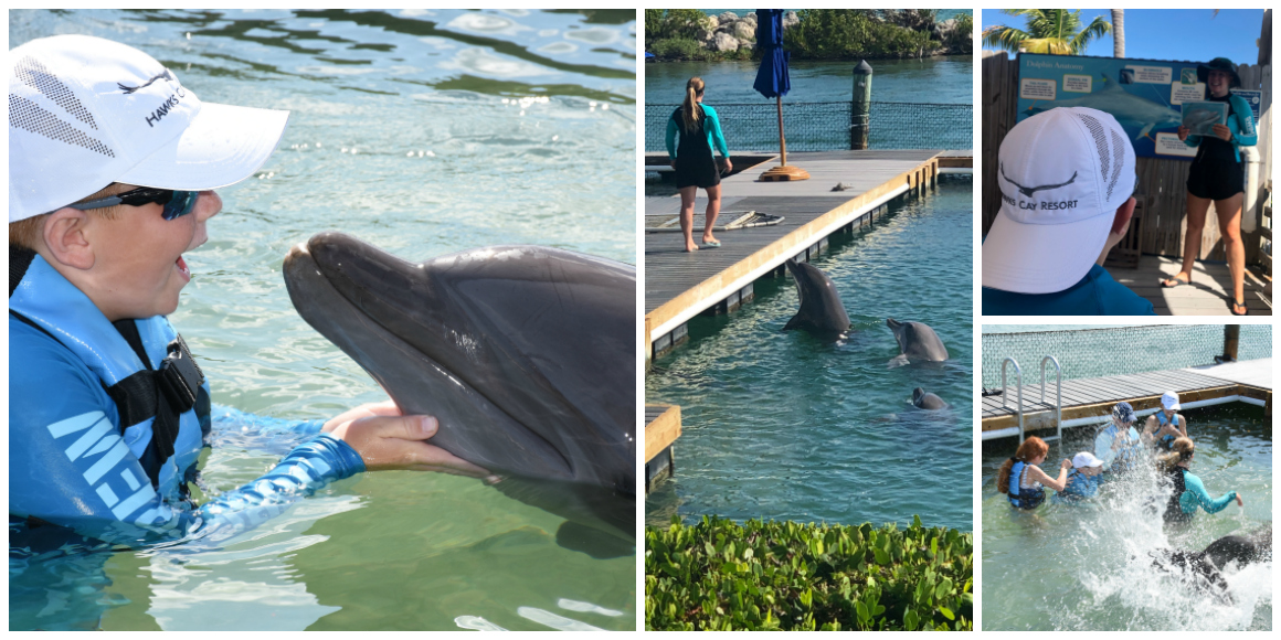 Swimming with the dolphins at Hawks Cay