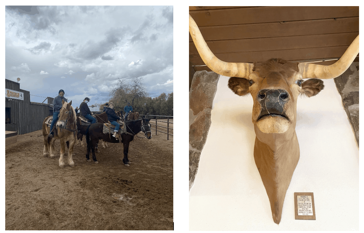 Top 5 Reasons to visit White Stallion Arizona Dude Ranch